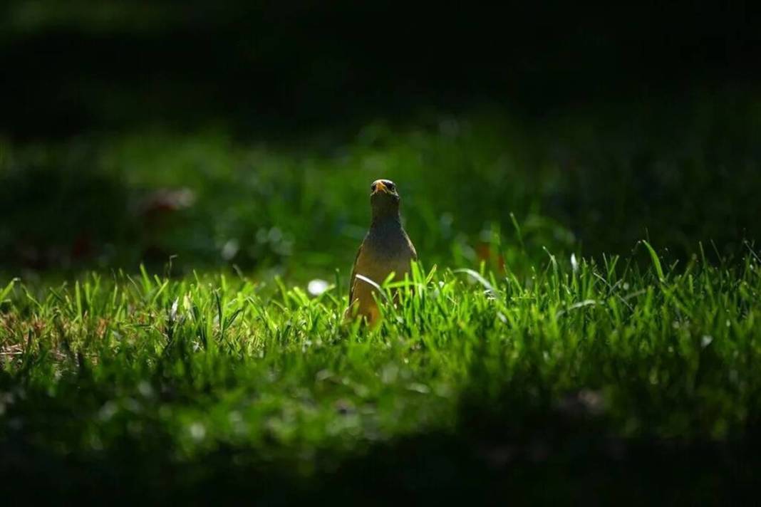 İstanbul parklarında yeni tehlike: İstilacı çiğdeci kuşu, savunmasız kuşların yuvalarını basarak yumurtalarını yiyor 6